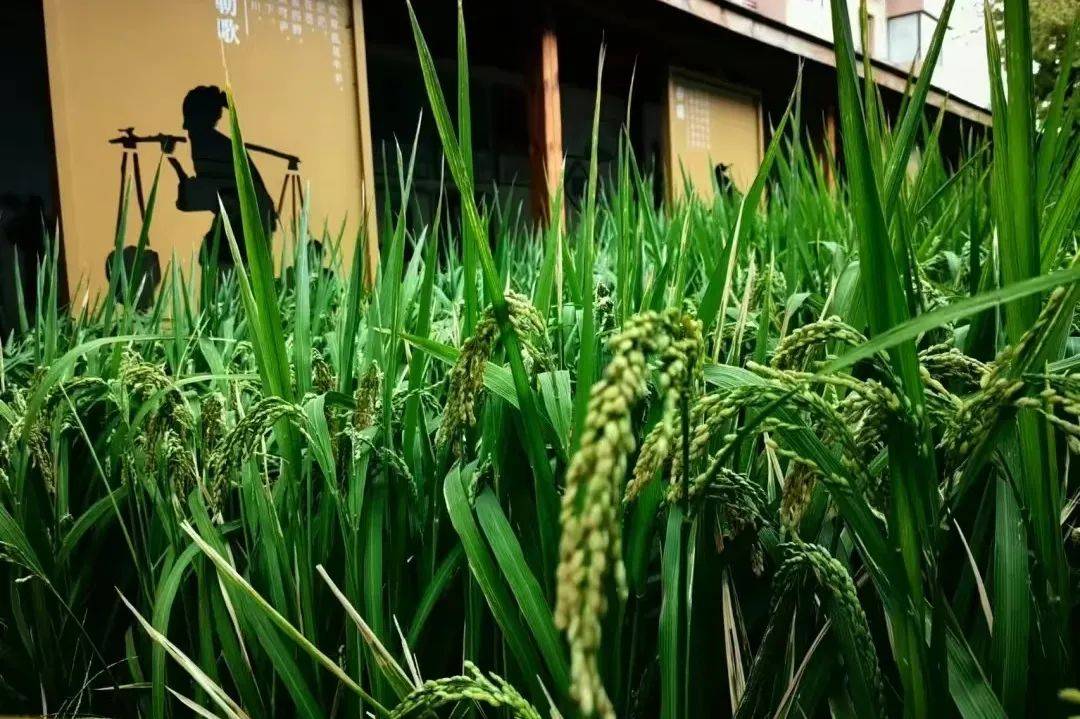 春天大脑发展最好的营养剂第一是运动第二个你想不到…6686体育入口(图3)